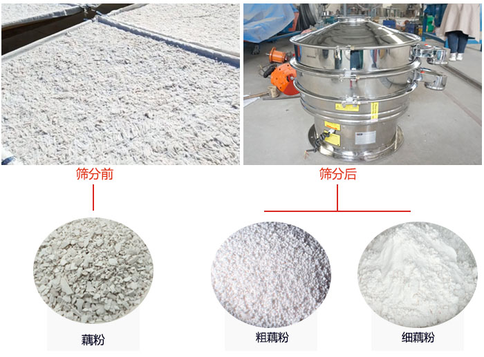 蓮藕淀粉曬干，采用304不銹鋼材質(zhì)藕粉振動篩篩分后前后對比效果圖展示。