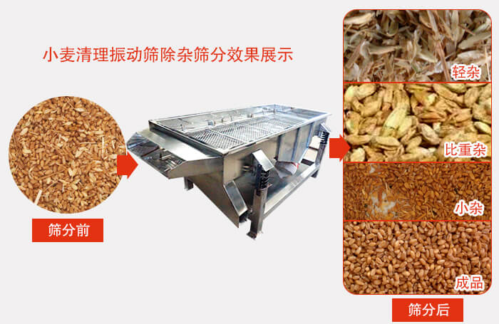 小麥清理振動(dòng)篩小麥篩分效果展示圖可同時(shí)篩分出輕雜，比重雜，小雜，成品等四個(gè)等級(jí)。